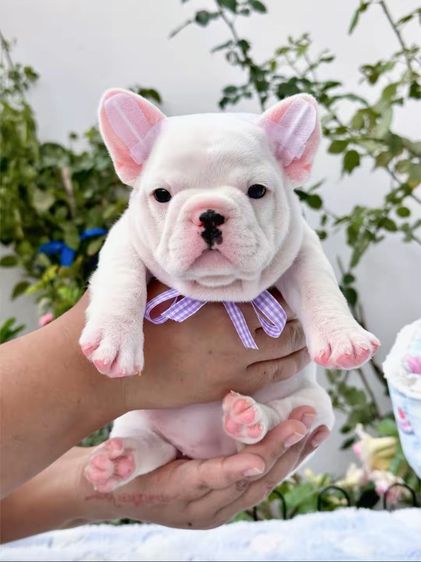 เฟรนบลูด็อก หญิง สีขาว รูปที่ 7