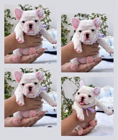 เฟรนบลูด็อก หญิง สีขาว