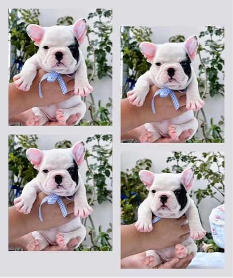 เฟรนบลูด็อก หญิง