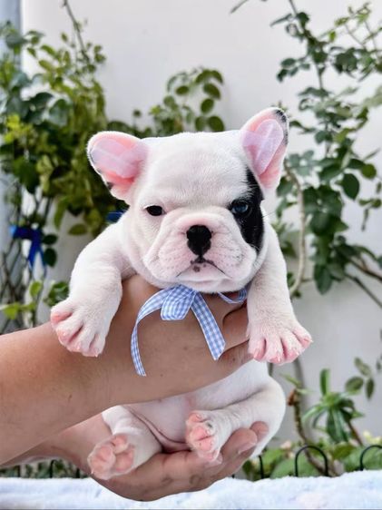 เฟรนบลูด็อก หญิง รูปที่ 5