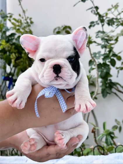 เฟรนบลูด็อก หญิง รูปที่ 3