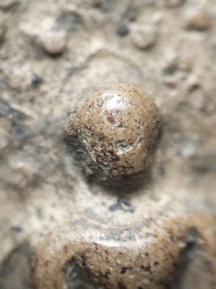 พระคงลำพูนครับ รูปที่ 4