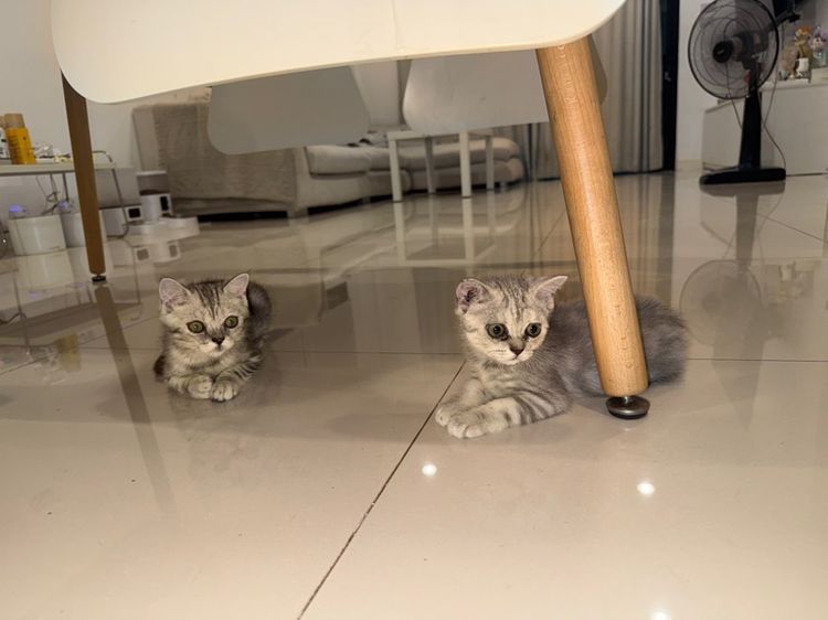 แมวสก๊อตติช รูปที่ 2