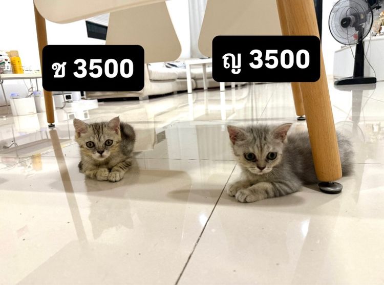 แมวสก๊อตติช