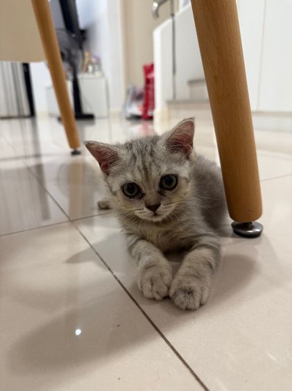 แมวสก๊อตติช รูปที่ 5