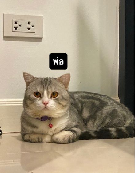 แมวสก๊อตติช รูปที่ 7