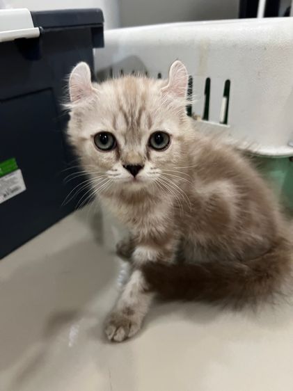 อเมริกันเคิร์ล