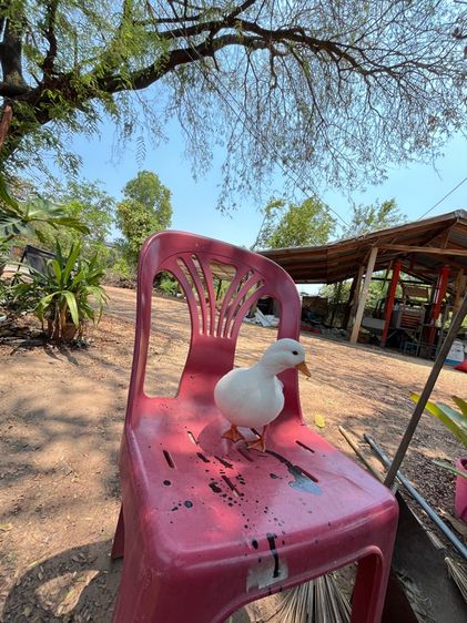 คอลดั๊ก รูปที่ 15