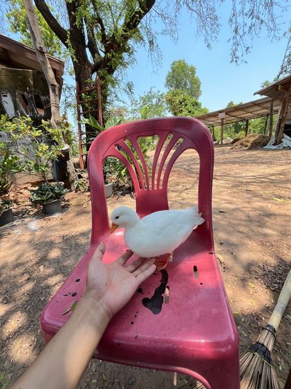 คอลดั๊ก รูปที่ 14