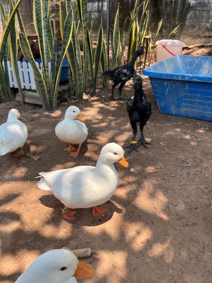 คอลดั๊ก รูปที่ 6