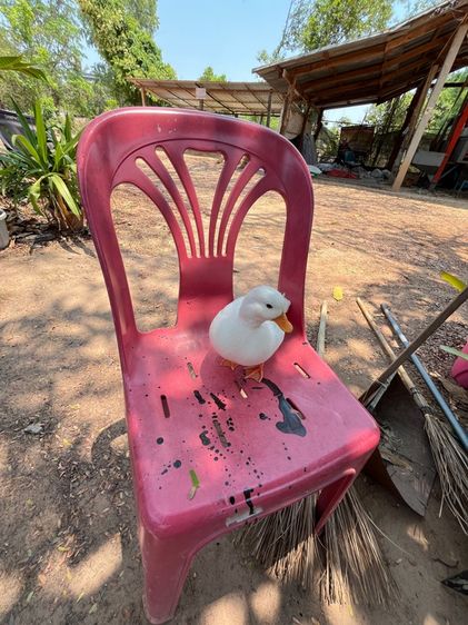 คอลดั๊ก รูปที่ 13