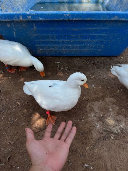 คอลดั๊ก รูปที่ 9