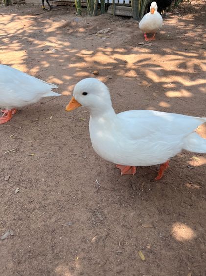 คอลดั๊ก รูปที่ 3