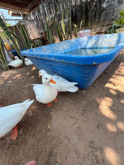 คอลดั๊ก รูปที่ 12