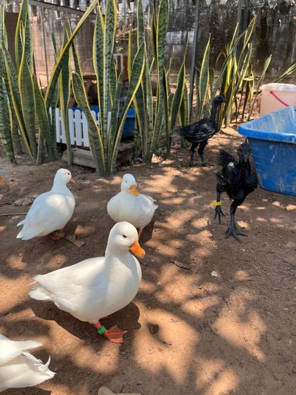 คอลดั๊ก รูปที่ 7