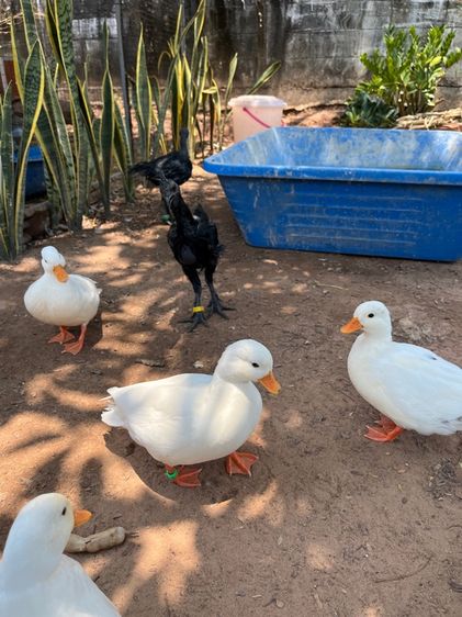 คอลดั๊ก