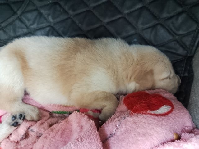 โกเด้นผสมลาบาดอ