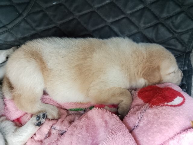 โกเด้นผสมลาบาดอ รูปที่ 2