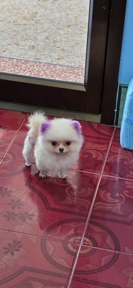 ปอมแท้ ทีคัฟ อายุ 4 เดือน 