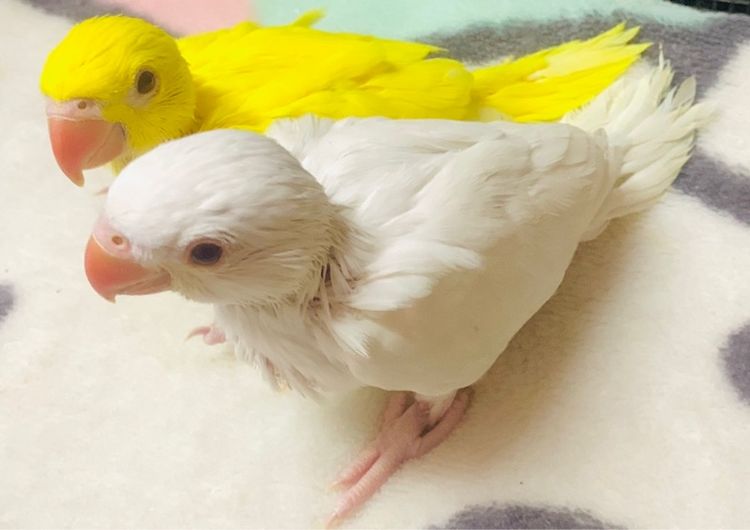 นกแก้ว แก้วโม่ง กับ ริงเนค รูปที่ 3