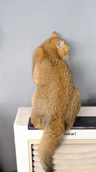 บริติช รูปที่ 4