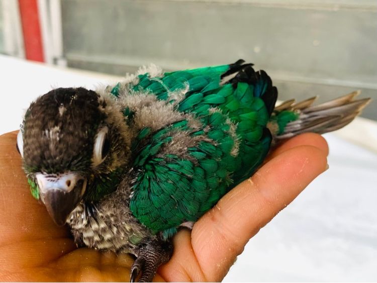 กรีนชีค ลุกป้อน กรีนชิค