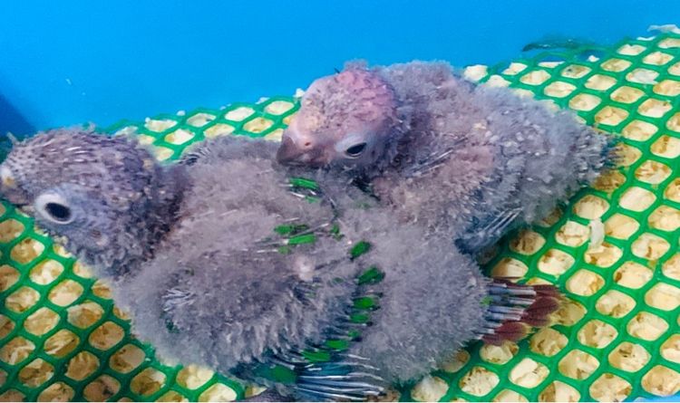 ลุกป้อน กรีนชิค รูปที่ 4