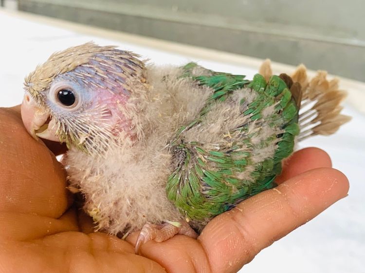 ลุกป้อน กรีนชิค รูปที่ 2