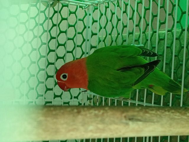 เลิฟเบิร์ดสวยๆตัวละ600 รูปที่ 5