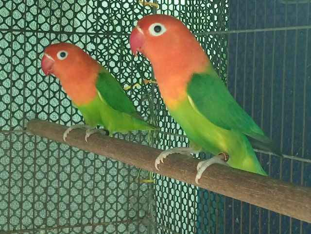 เลิฟเบิร์ดสวยๆตัวละ600 รูปที่ 4