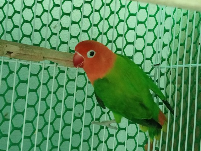 เลิฟเบิร์ดสวยๆตัวละ600 รูปที่ 7