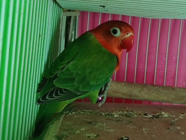 เลิฟเบิร์ดสวยๆตัวละ600 รูปที่ 3