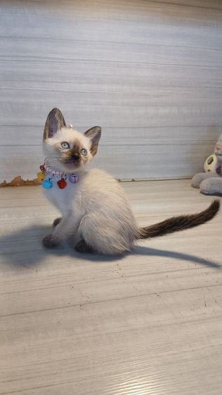 วิเชียรมาศ (Siamese Cat) แมววิเชียรมาศ แมวหน้าไหม้ แมวเห็ด เพศผู้ น้องสะดือจุ่นขอคนรับได้ก่อนย้ายตรวจหัดแมวฟรีรับประกันเอดส์แมวกับรูคีเมียคะ