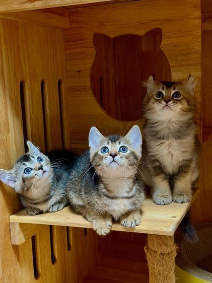 คินคาโลหูพลิกขาสั้น