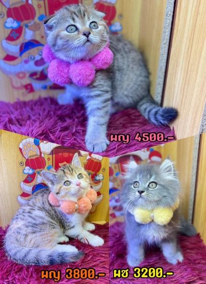 แมวสก็อตติช (ขอดูรูปเพิ่มเติมได้ทักแชท)
