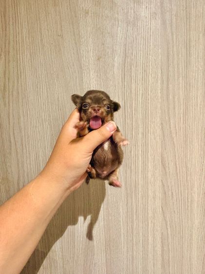 ชิวาวาแท้ ขนยาว เกรดสวย 