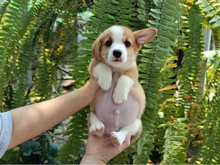 คอร์กี้ (Corgi) เล็ก คอร์กี้