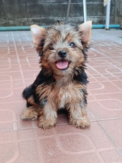 ลูกยอร์คเชียร์แท้ ผู้หญิง ไซส์เล็ก ราคาเบาหวิว