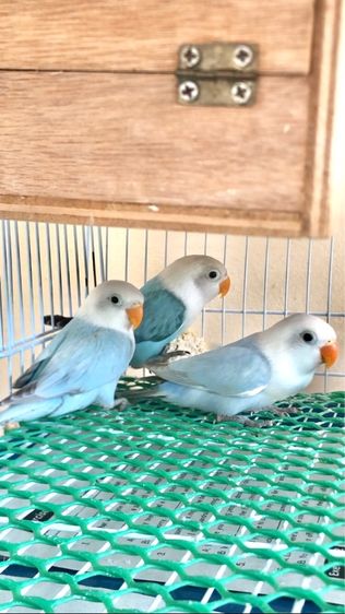 เลิฟเบิร์ดบ้านสวนซอย 11 เมืองชลบุรี