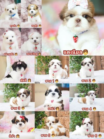 ชิสุ (Shih Tzu) เล็ก ชิสุห์