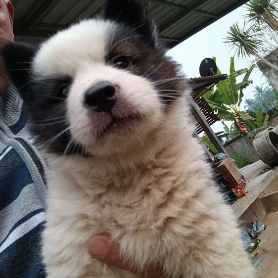 อื่นๆ เล็ก น้องบางแก้ว แท้ ถูก สำหรับคนรักน้องหมา