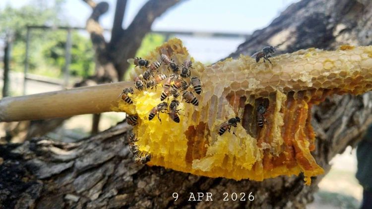 ไม่ใช่ ขายสวนลำไยติดน้ำปิง ติดถนนคอนกรีตสองด้าน วิวสวยเหมาะทำบ้านพักตากอากาศ รูปที่ 2