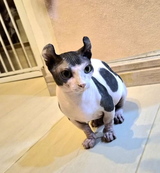 สฟิงซ์ (Sphynx) สฟิงซ์ดเวล์ฟ