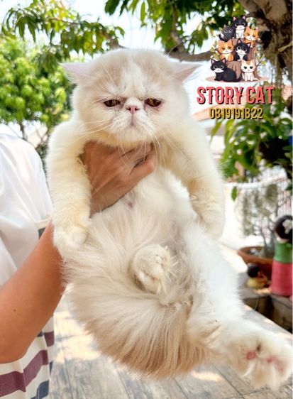 แมวเปอร์เซียหน้าบี้  อ้วนๆเพศชาย อายุ  7 เดือน  