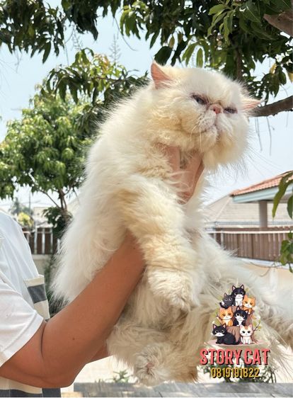 พ่อพันแมวเปอร์เซีย หน้าบี้