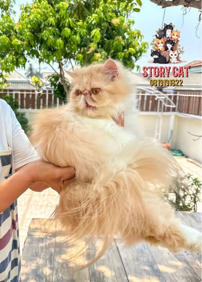 แมวเปอร์เซีย หน้าบี้ เพศหญิง 