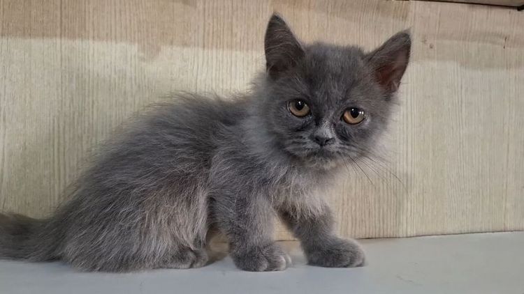 เปอร์เซีย (Persian) ลูกแมวครึ่งเปอร์เซียกับบริติช