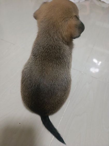 ลูกสุนัขอายุ 34 วัน ชิวาว่าผสมปอม รูปที่ 2