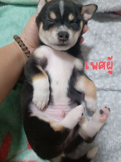ลูกสุนัขอายุ 34 วัน ชิวาว่าผสมปอม รูปที่ 11