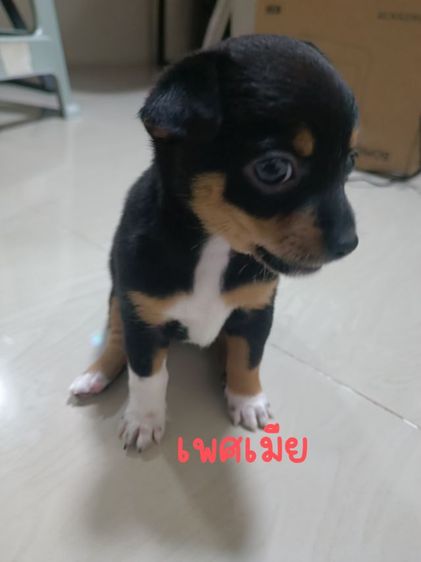 ลูกสุนัขอายุ 34 วัน ชิวาว่าผสมปอม รูปที่ 12